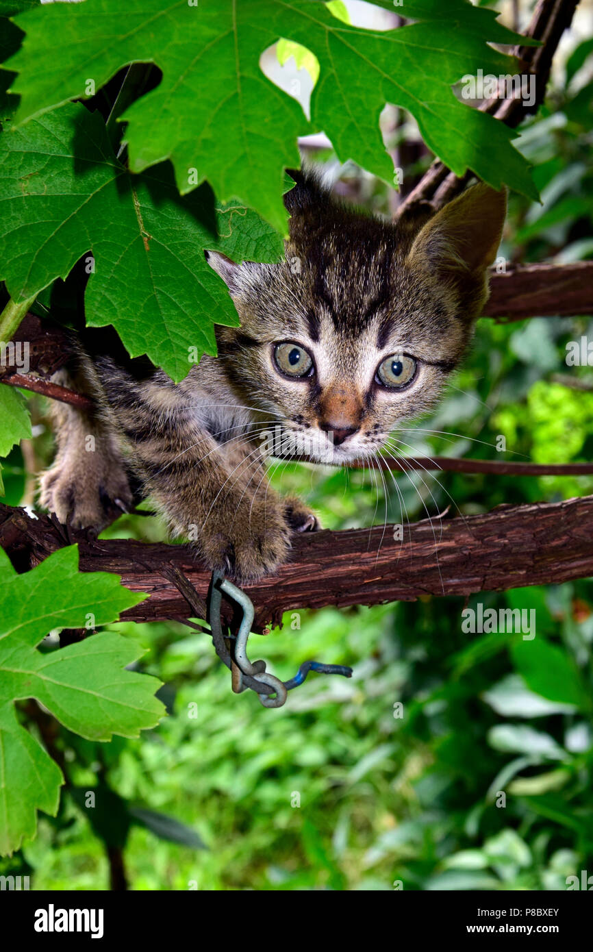 Chaton tabby gris à rayures, se faufiler sur une vigne, un portrait en vue frontale Banque D'Images