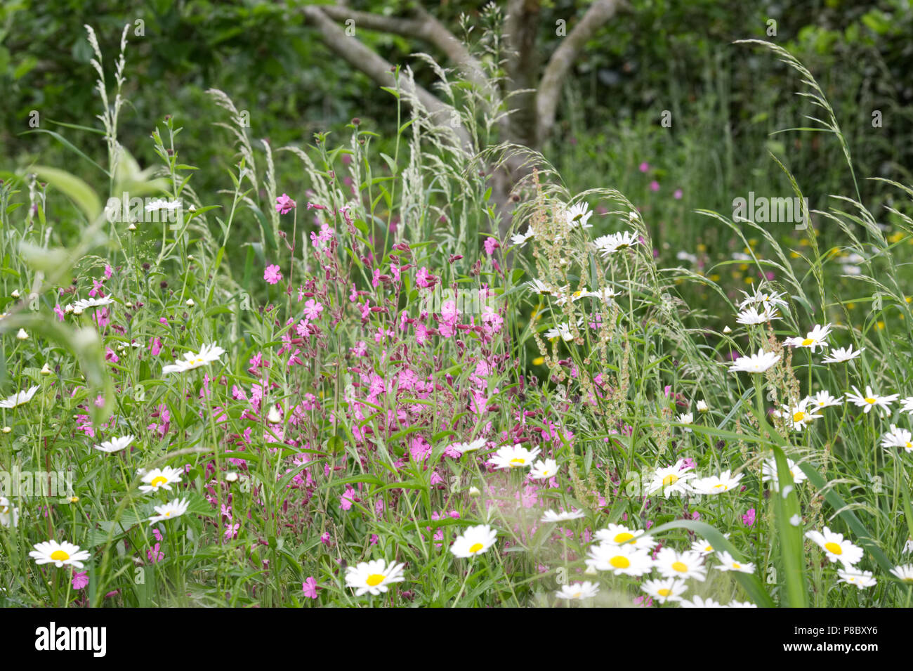 Silene dioica. Red Campion fleurs dans une prairie de fleurs sauvages. Banque D'Images