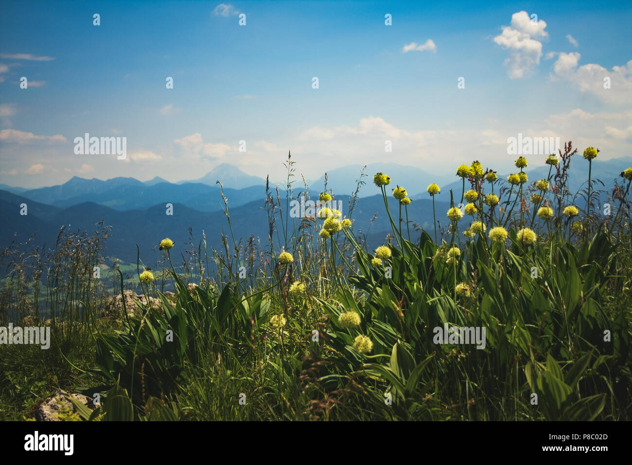 Fleurs jaune en haut de la montagne avec les Alpes en arrière-plan sur un summerday en Bavière, Allemagne Banque D'Images