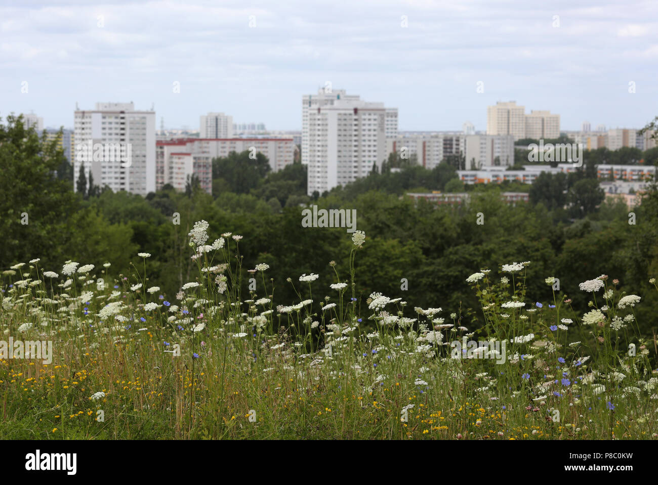 Berlin, Allemagne, fleur prairie en face d'une succession de maisons préfabriquées à Berlin-Marzahn Banque D'Images