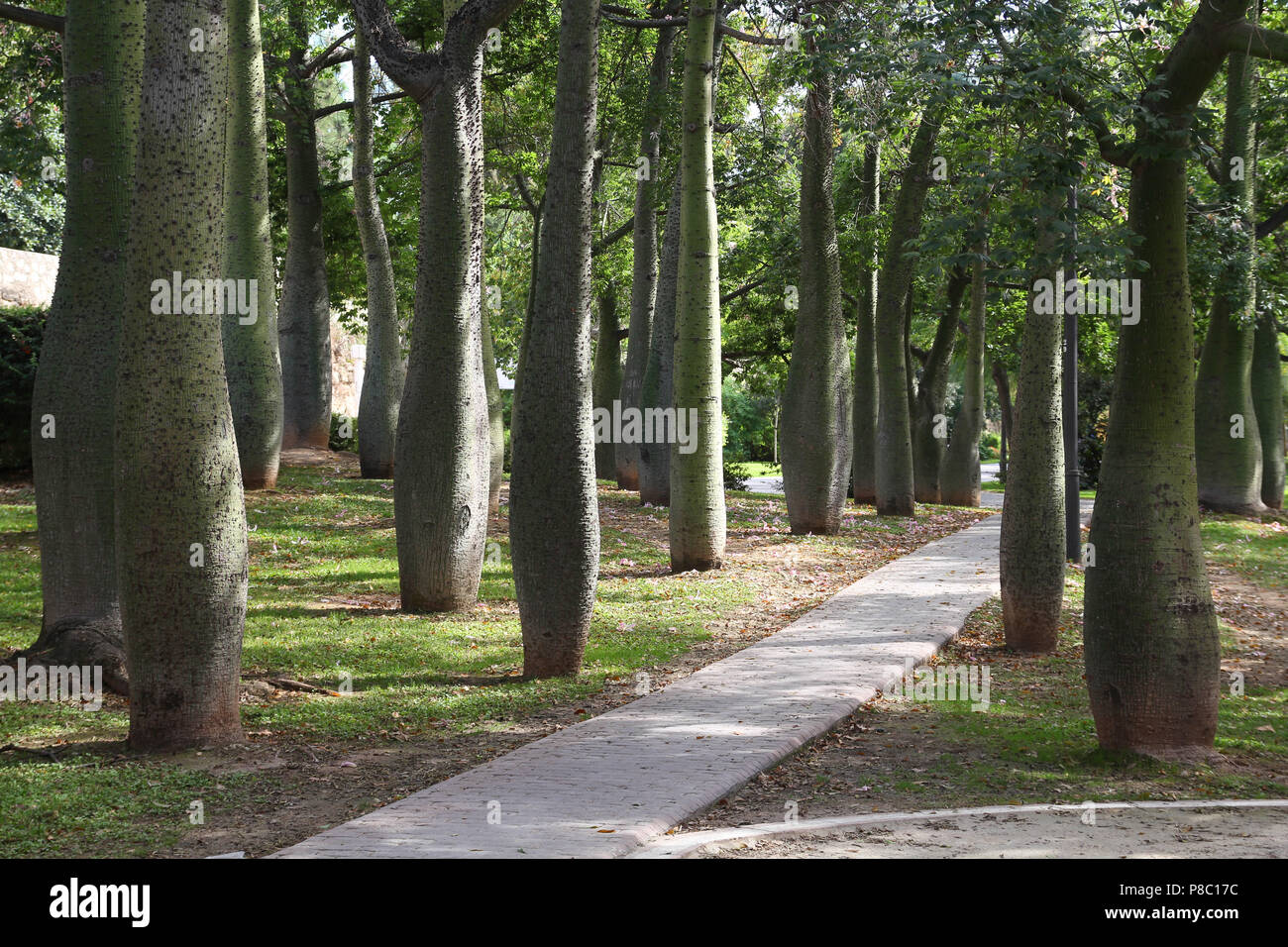 Valence, Espagne. Ceiba Speciosa - arbres de soie dans de célèbres jardins du Turia. Banque D'Images