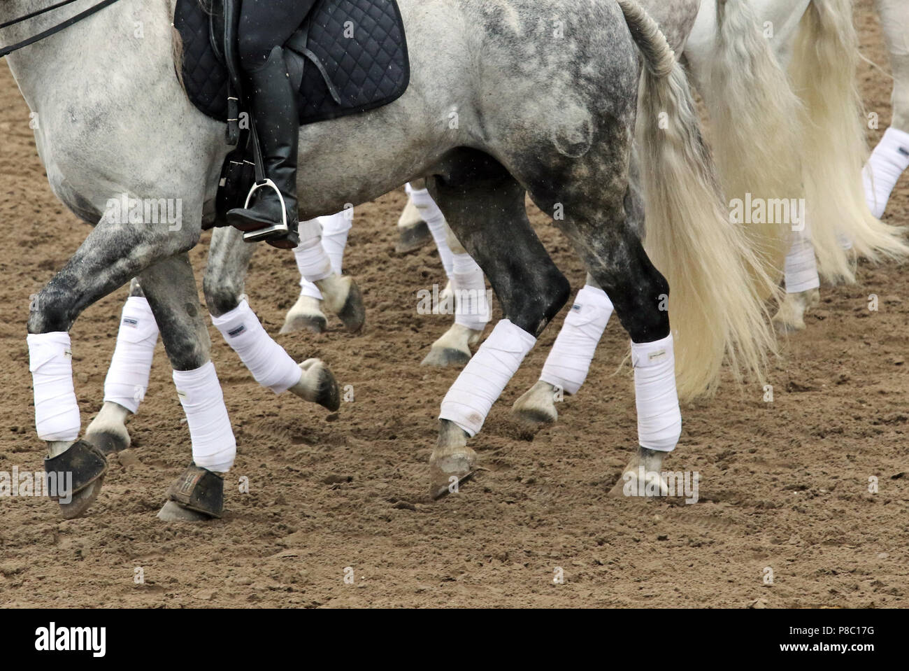 Ganschow cloutés, cheval au trot jambes bandée Banque D'Images
