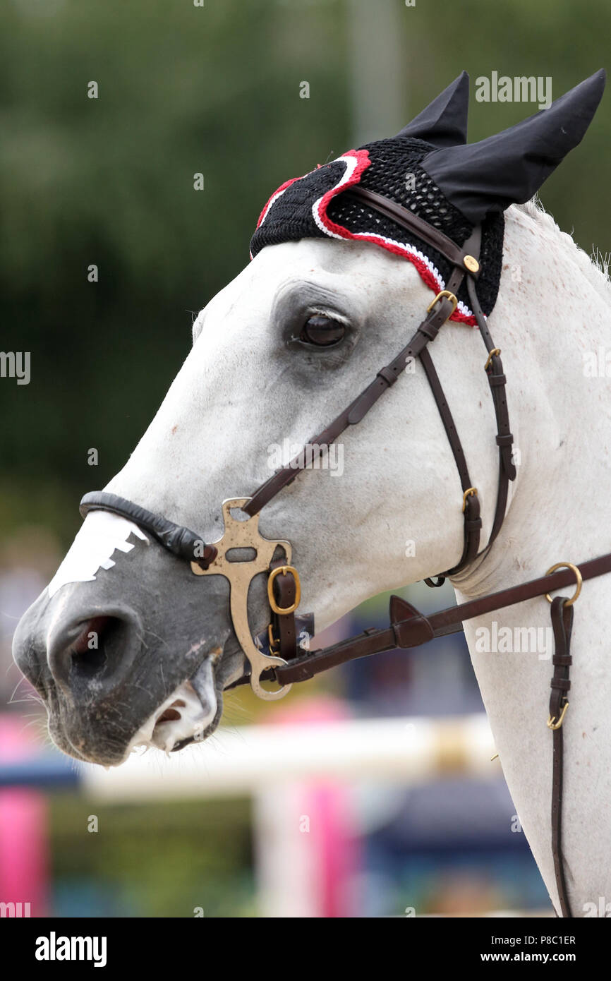 Hilason Mors de cheval en acier inoxydable avec nez en corde : HILASON