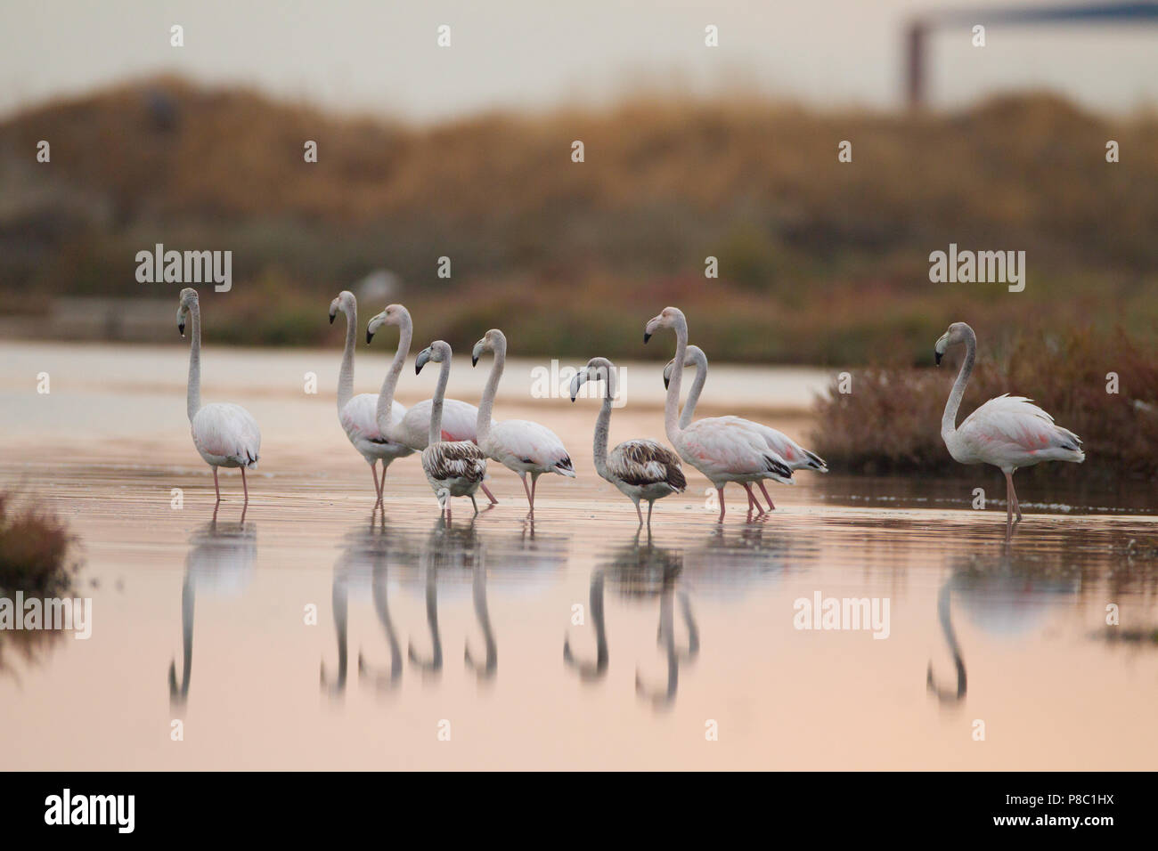Flamants Roses coucher du soleil Banque D'Images