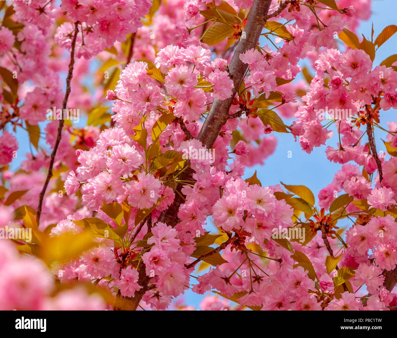 Un arbre de la cerise fleurit au printemps. Banque D'Images