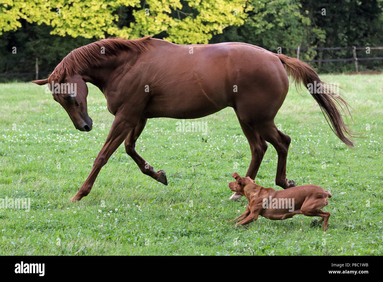 Geste Westerberg, cheval et chien jouent ensemble dans le pâturage Banque D'Images