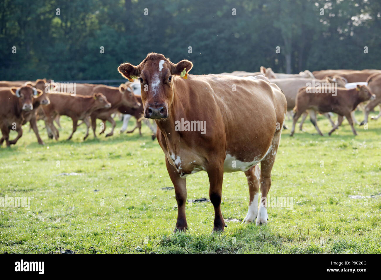 Ascheberg-Herbern, Allemagne, les bovins dans un pâturage avec attention se tourne vers le spectateur Banque D'Images