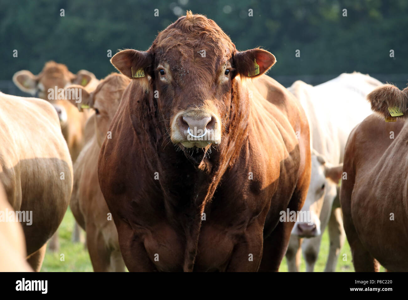 Ascheberg-Herbern, Allemagne, du bétail sur un pâturage bull regarde attentivement le viewer Banque D'Images