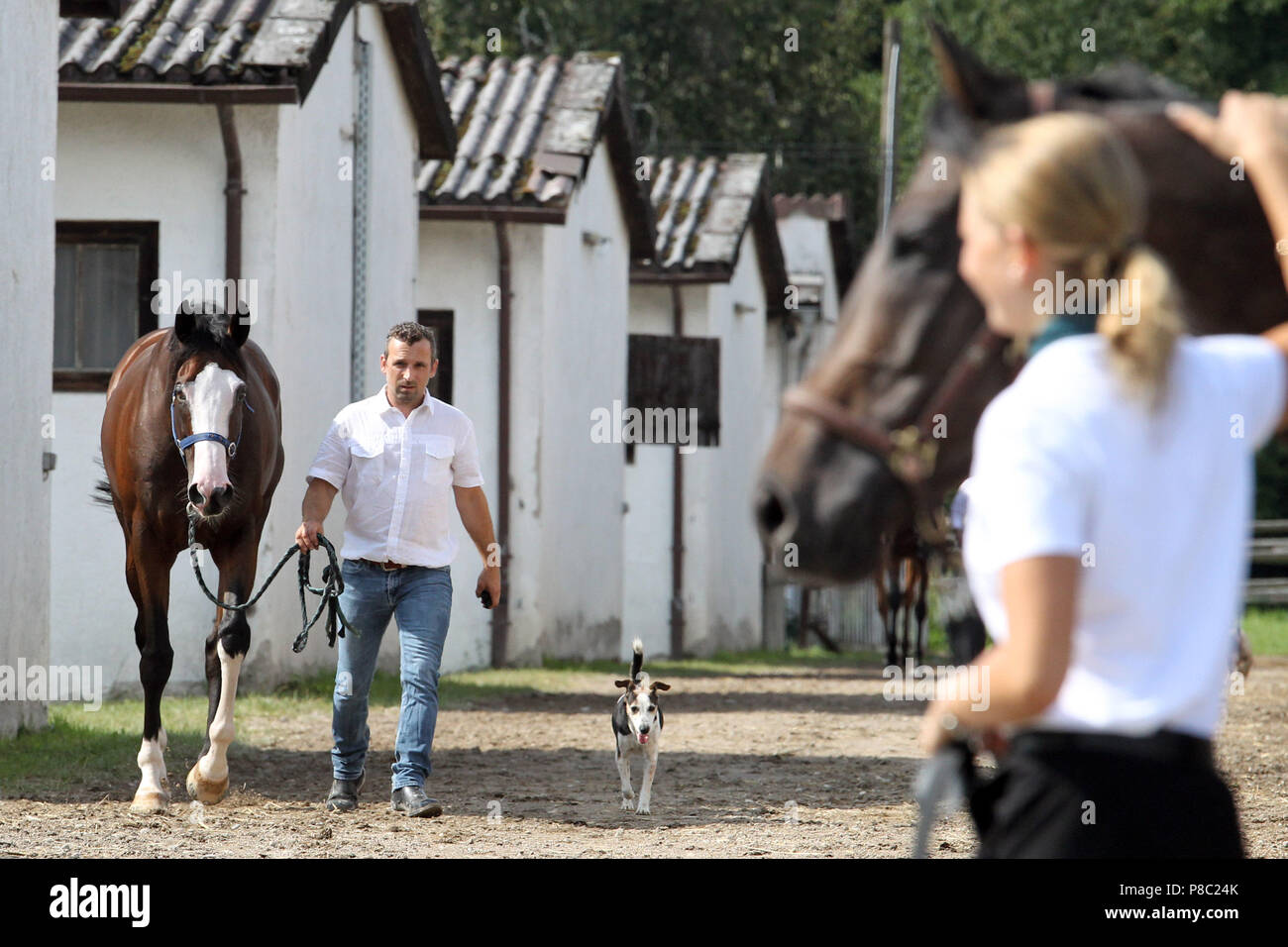Iffezheim, les chevaux sont conduits secs après la course Banque D'Images