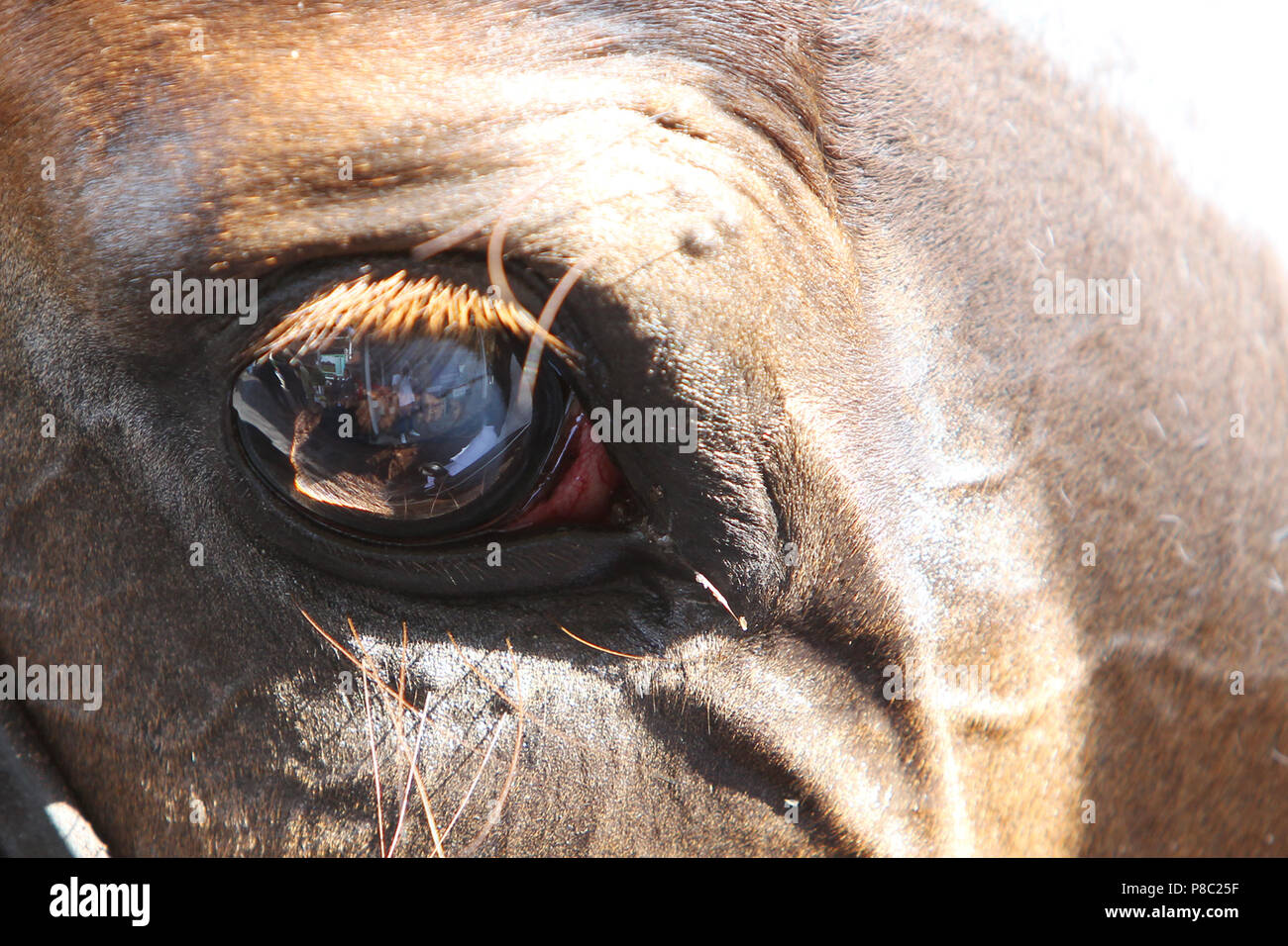 Iffezheim, les yeux d'un cheval Banque D'Images