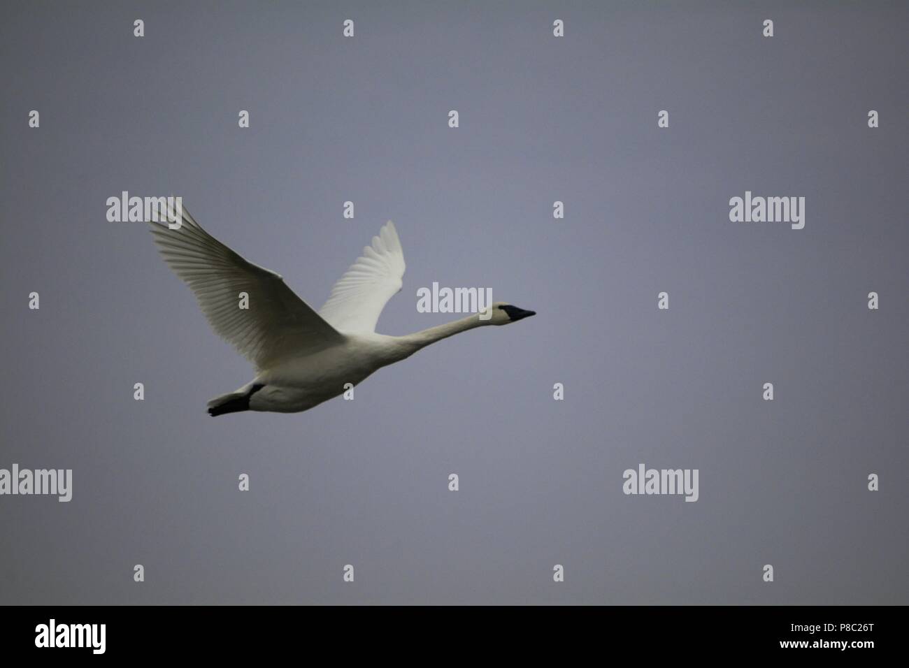 Le cygne en vol Banque D'Images