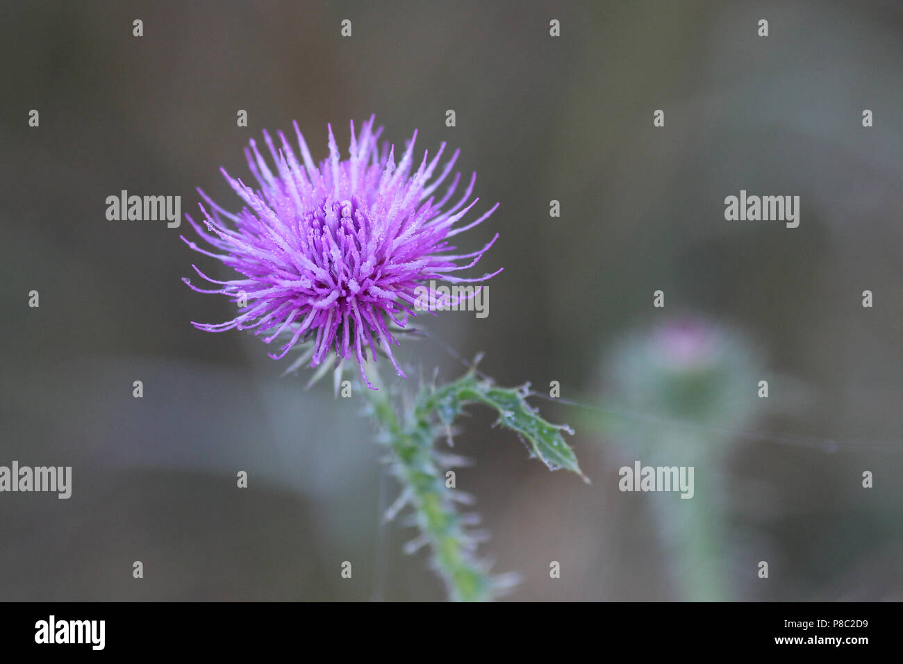 Neuenhagen, Allemagne, du chardon Banque D'Images