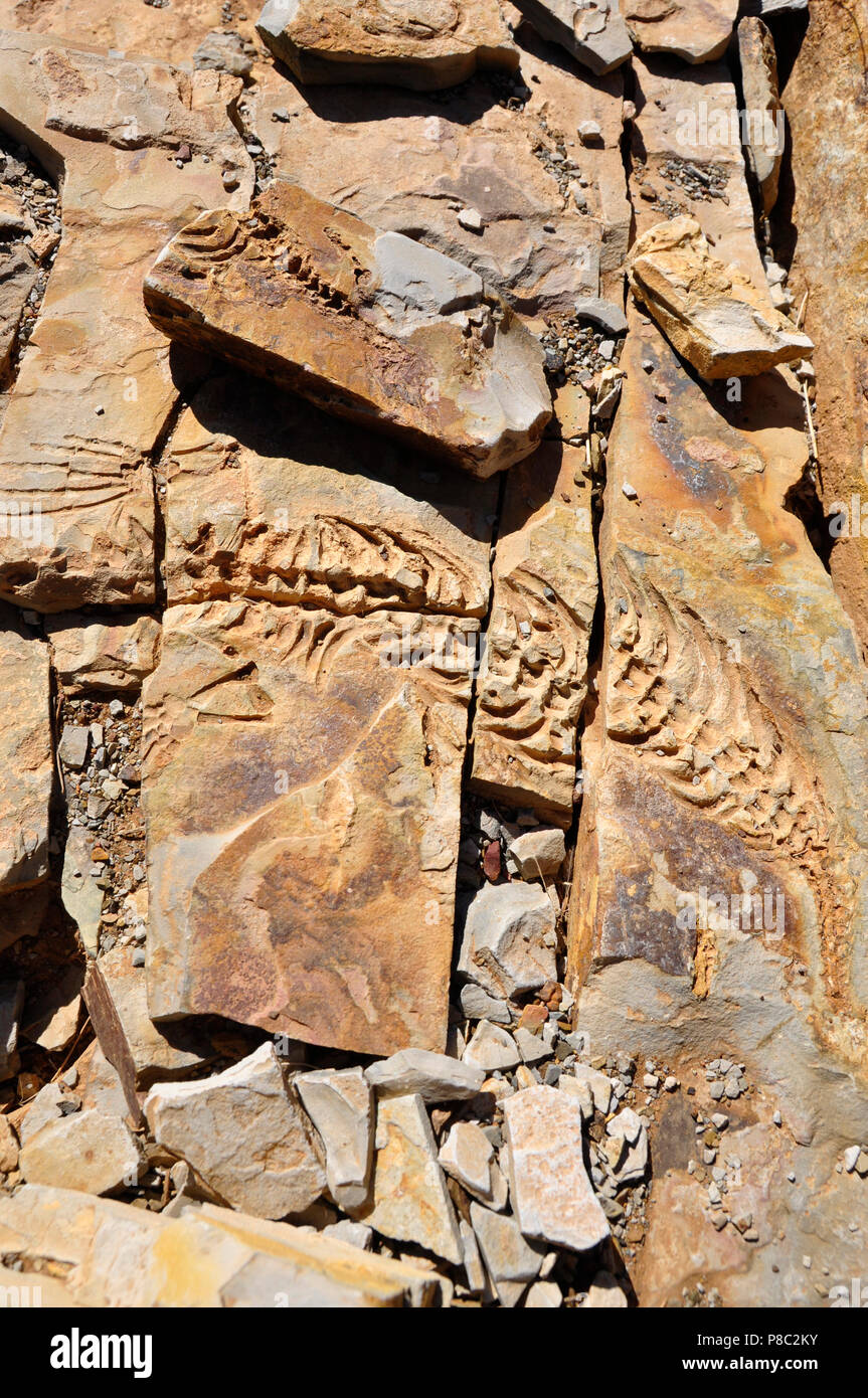 Mesosaurus reliefs en pierre à Spitzkoppe ferme près de Keetmanshoop dans la région de Karas. Banque D'Images