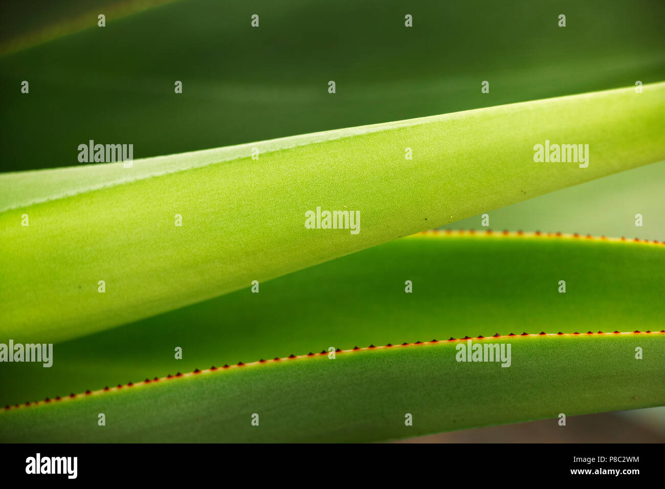 Agave attrayant vert feuilles ,différents tons verts contre une petite marge de la feuille rouge ,lignes diagonales ,composition horizontale Banque D'Images