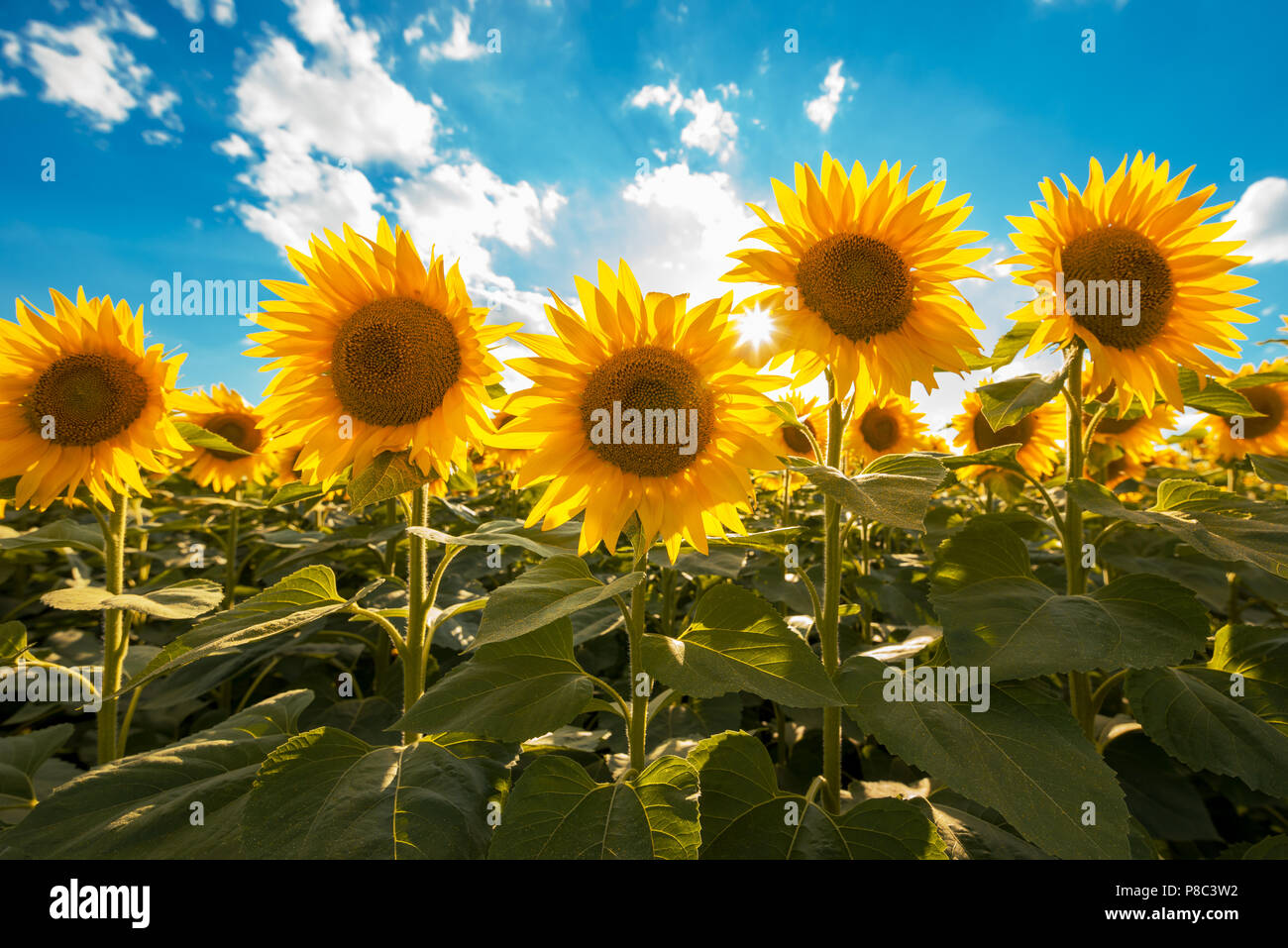 Fleurs de tournesol champ sur journée ensoleillée Banque D'Images