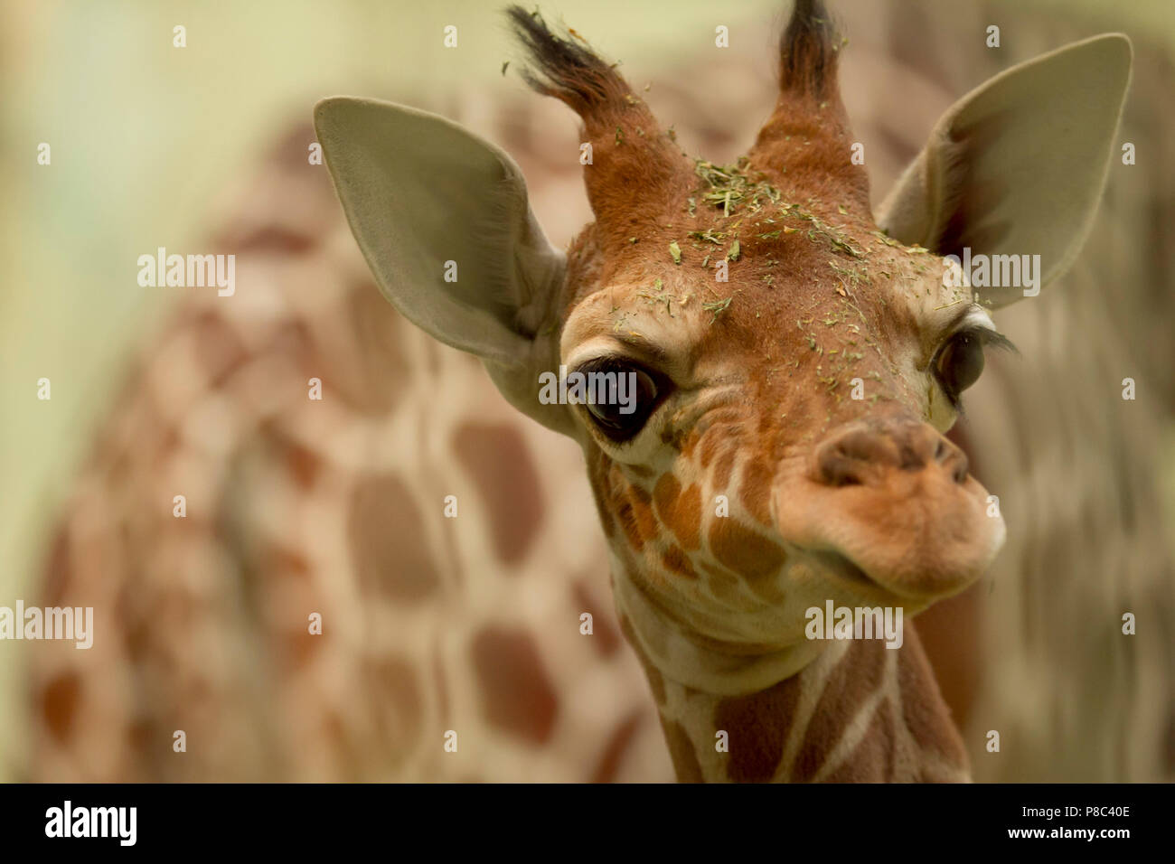 Portrait De Girafe Bebe Le Plus Mignon Photo Stock Alamy