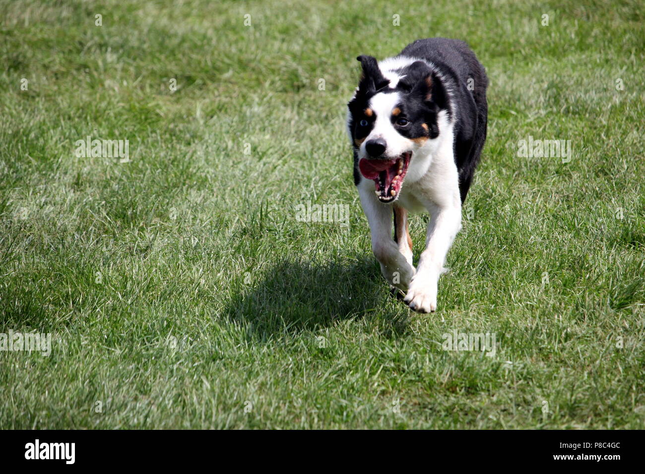 Ou Le Chien De Berger Border Collie également Connu Sous Le