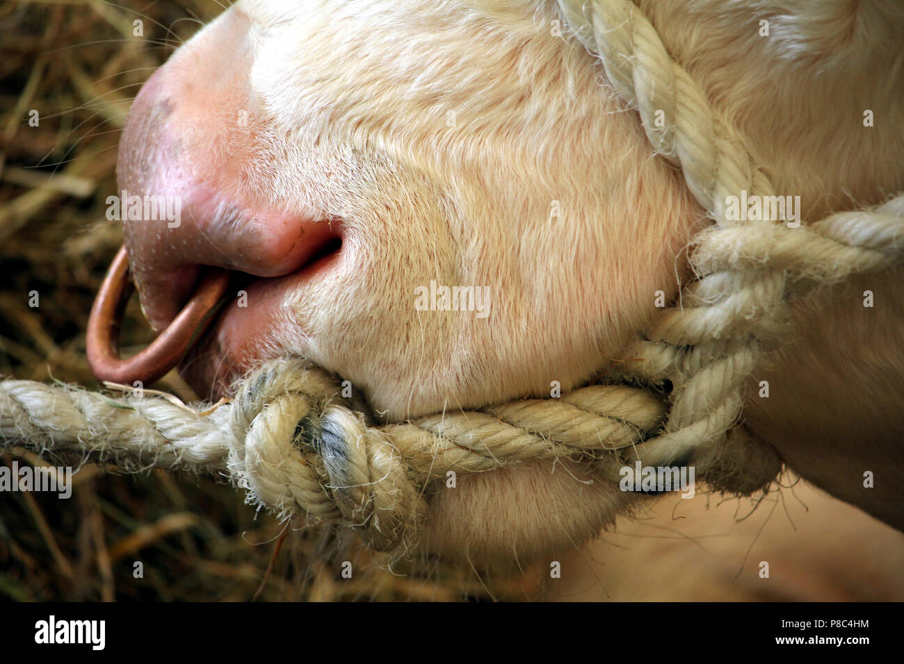 Gros plan du nez d'un taureau Hereford, avec une corde et un anneau de cuivre par l'intermédiaire de son nez Banque D'Images