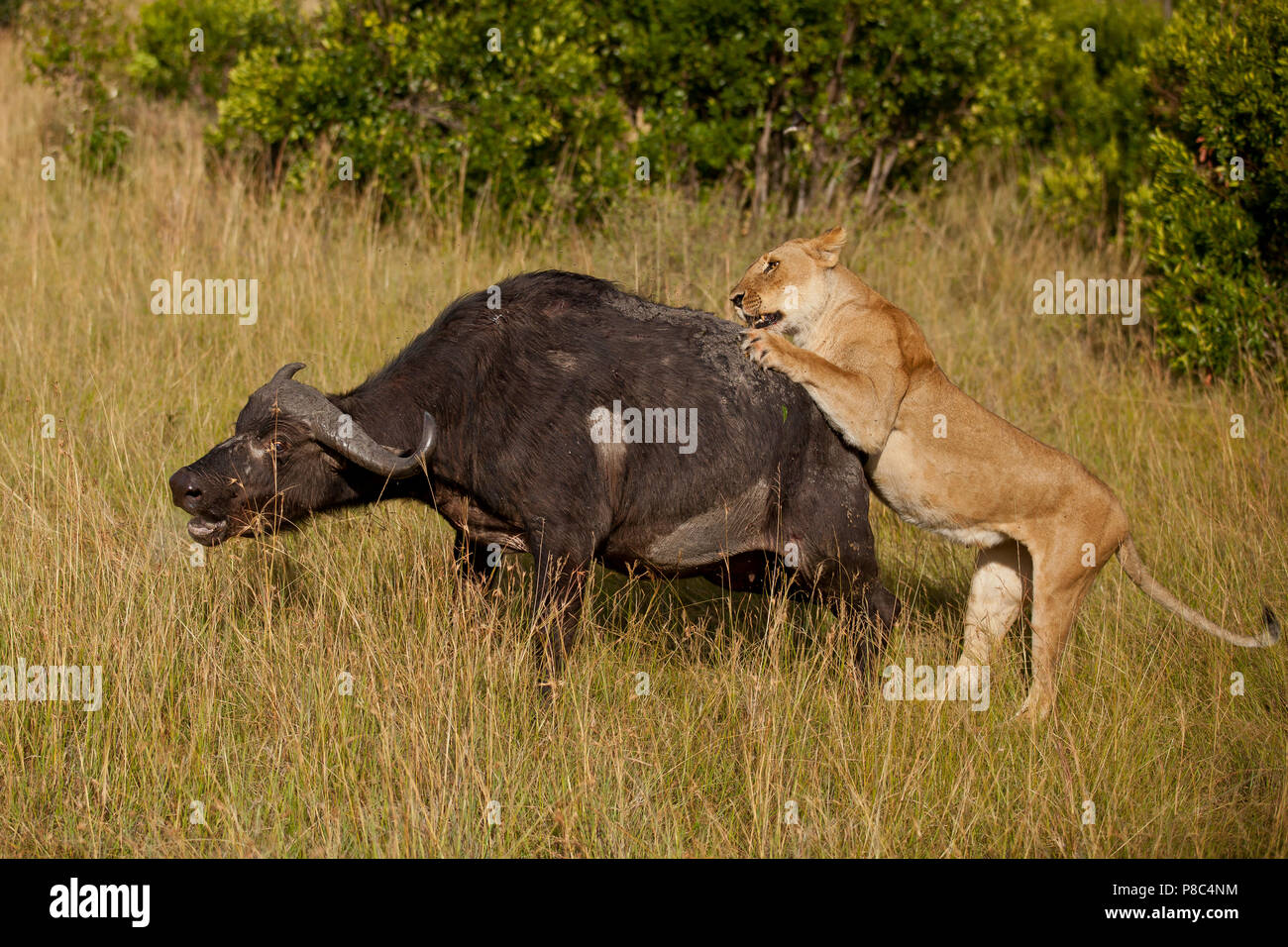 Lion et Lion hunts buffalo alimente ensuite la carcasse après l'etas et le tuer le Masai Mara au Kenya Banque D'Images