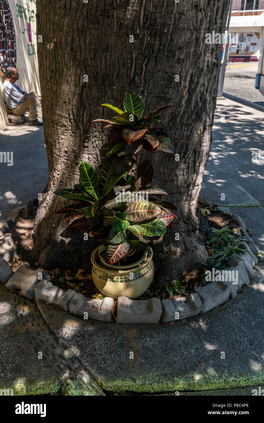 PUERTO VALLARTA, MEXIQUE - le 10 mars 2018 : une double repose en pot contre la base d'un grand arbre de la rue tandis qu'une section locale repose sur un rocher à l'ombre fr Banque D'Images