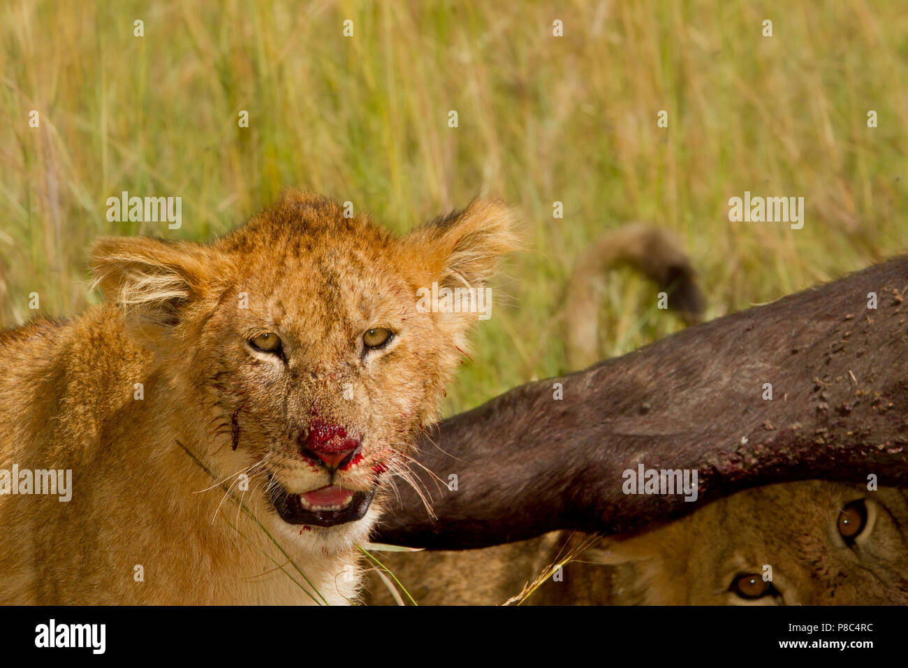 Lion et Lion hunts buffalo alimente ensuite la carcasse après l'etas et le tuer le Masai Mara au Kenya Banque D'Images