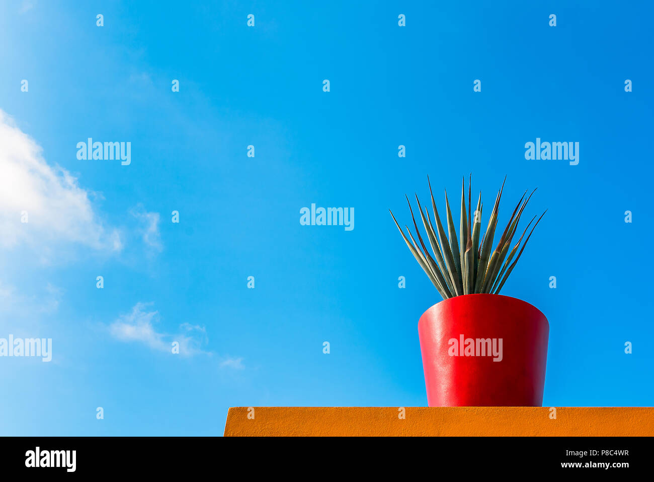 Les feuilles des plantes tropicales vives avec pot de fleur rouge sur un mur de couleur vive contre un ciel bleu. Style minimaliste, copiez l'espace. Banque D'Images