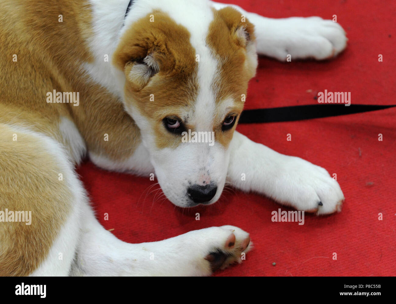 Chien De Berger Dasie Centrale Au Dog Show Moscou Banque D