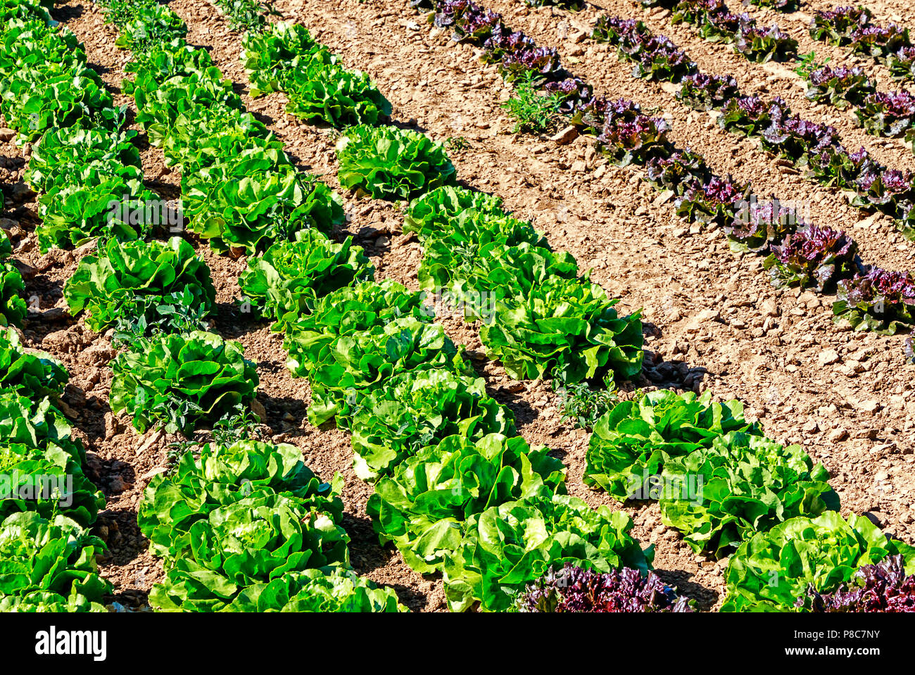 La laitue (Lactuca sativa var. capitata) Banque D'Images