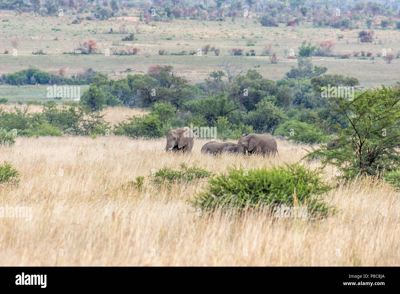 L'éléphant d'Afrique dans le Parc National de Pilanesberg Banque D'Images