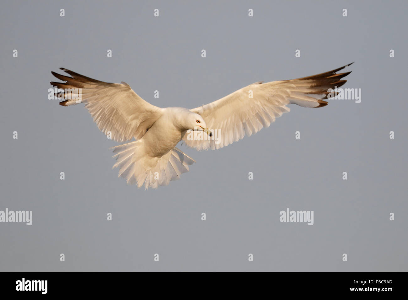 Le goéland à bec cerclé (Larus delawarensis) planant comme il se prépare à la terre - Ontario, Canada Banque D'Images