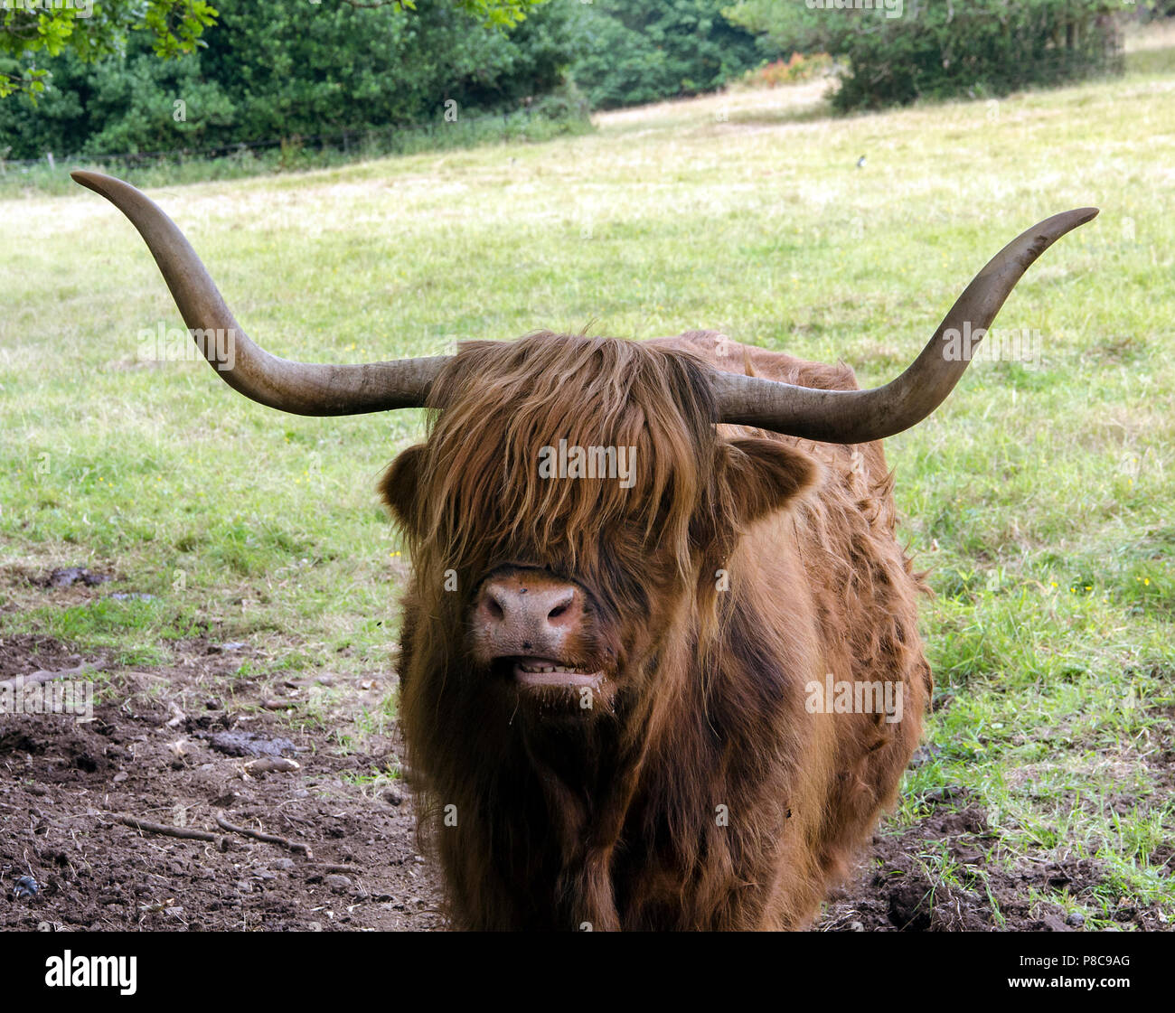 GLASGOW, ÉCOSSE - 10 juillet 2018 : une vache Highland en me regardant Pollok Country Park. Banque D'Images