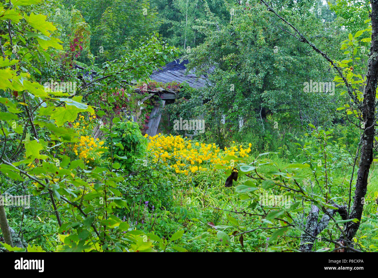 Le visible toit d'une maison qui s'affaisse dans un bosquet de fleurs et arbres . Pour votre conception Banque D'Images