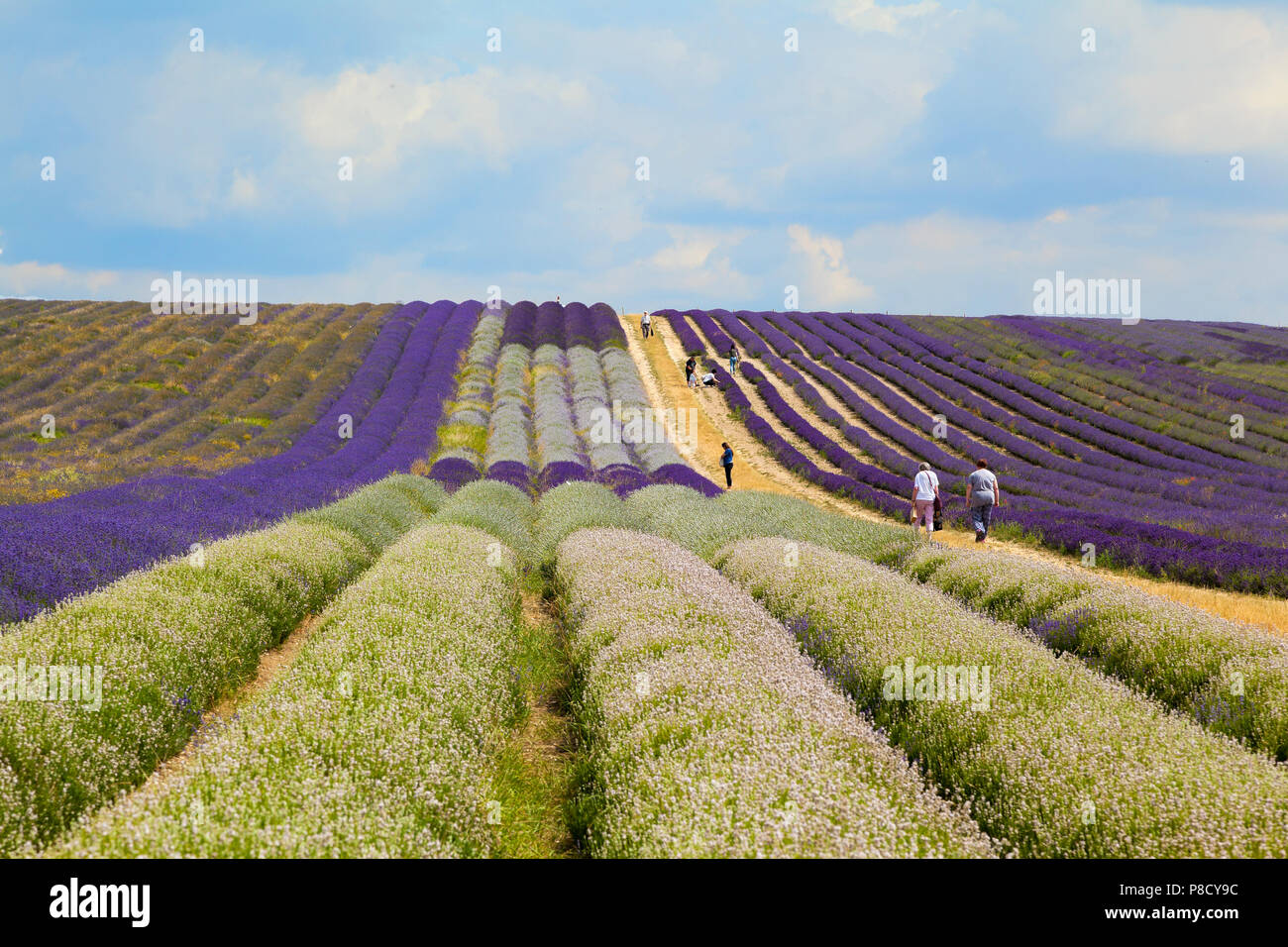 Lavender Farm dans Hitchin, UK, avec les visiteurs, l'été Banque D'Images