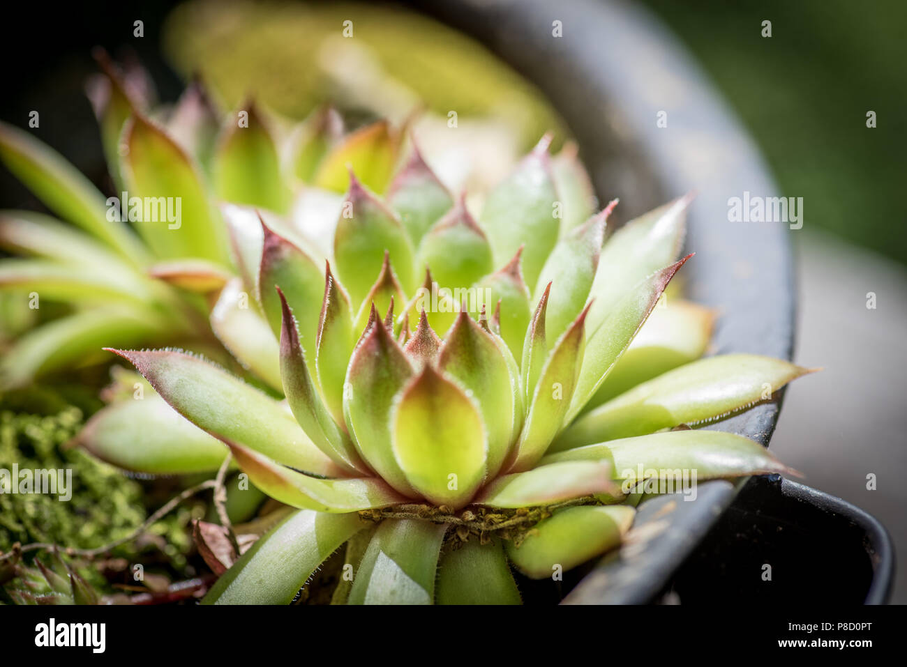 Poussins et poules la floraison en été. Le New Jersey est le jardin de l'état aux États-Unis. Fleurs de tout genre sont de nature's way de bonté. Banque D'Images