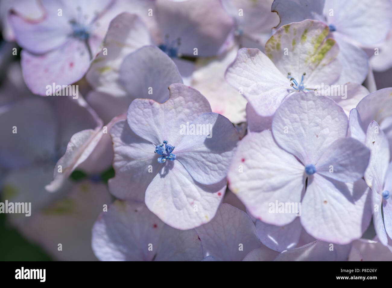 L'Hydrangea blue jardins en été. Hortensia rose jardin au printemps. L'odeur des fleurs en été. Rose et bleu ajouter à votre mur. Banque D'Images