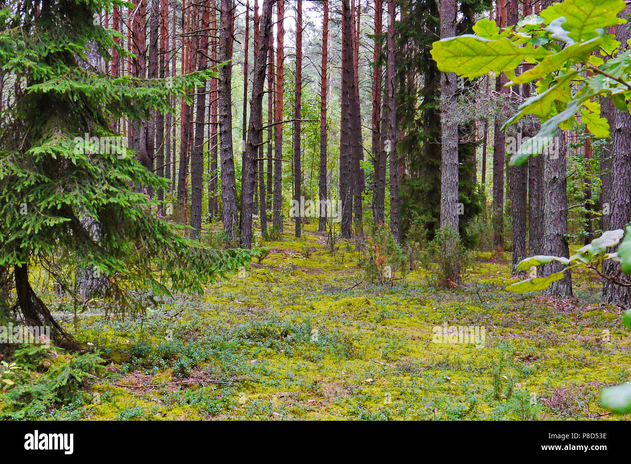 La belle nature dans une forêt de pins avec un tapis vert tapis de mousse  la terre entre les arbres. . Pour votre conception Photo Stock - Alamy