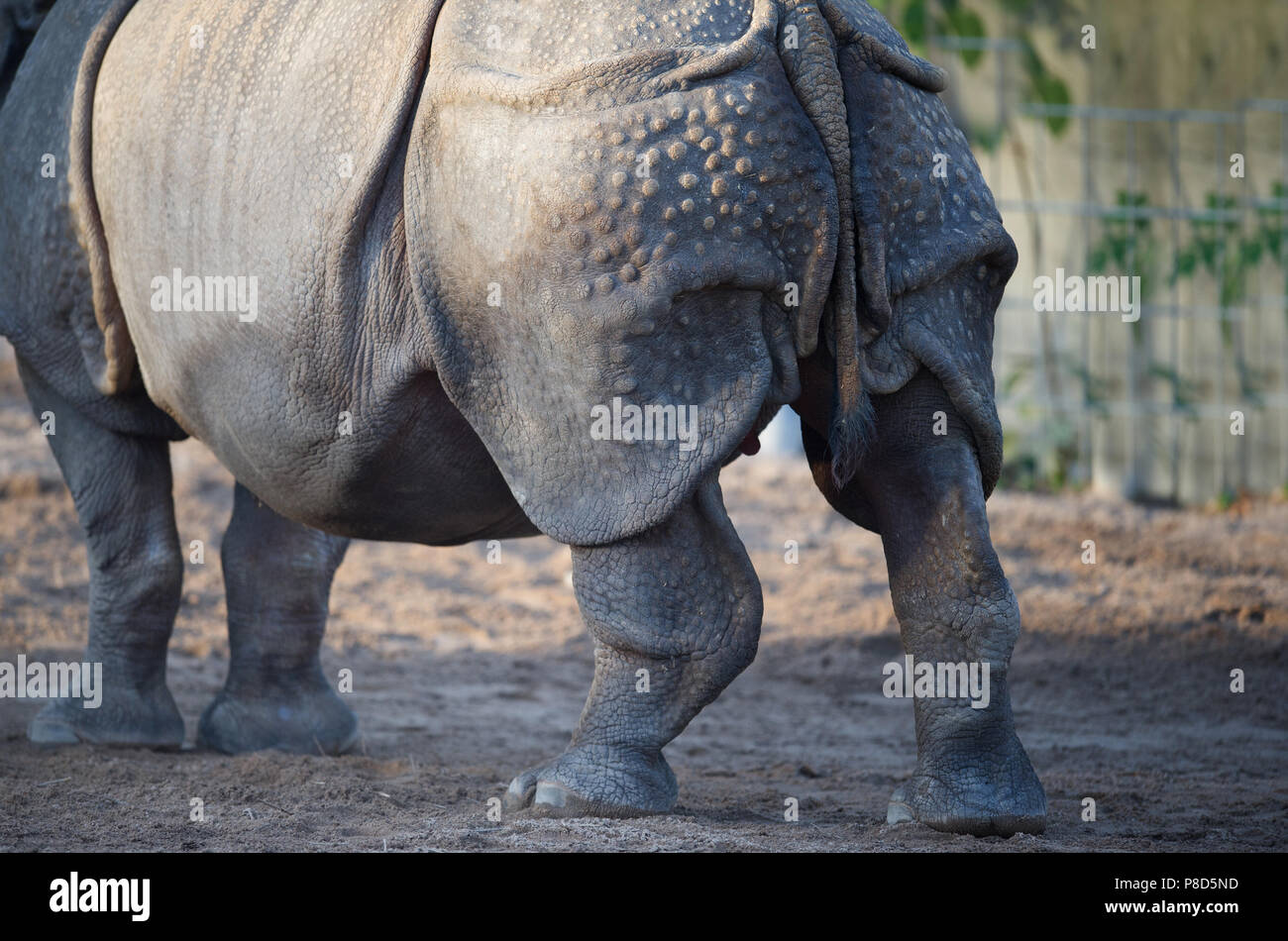 Rhinocéros indien Banque D'Images