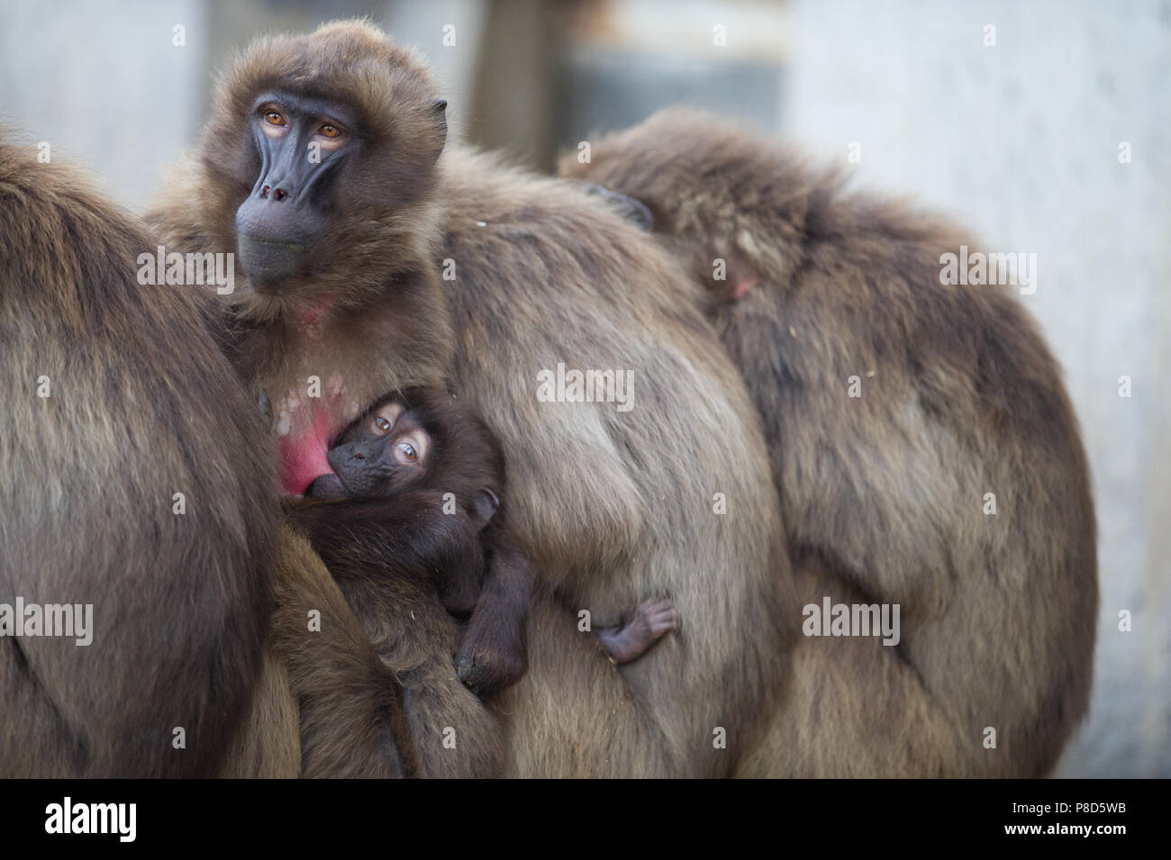 Les babouins Gelada ensemble de l'Éthiopie en action Banque D'Images