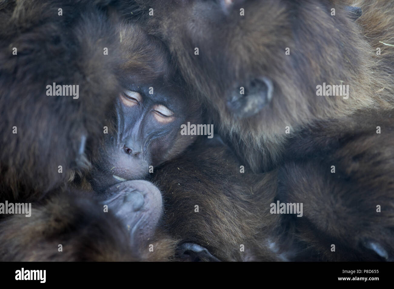 Les babouins gélada d'Éthiopie dormir ensemble en action Banque D'Images