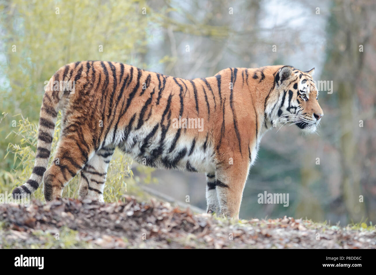 Close up portrait of Siberian Tiger Banque D'Images