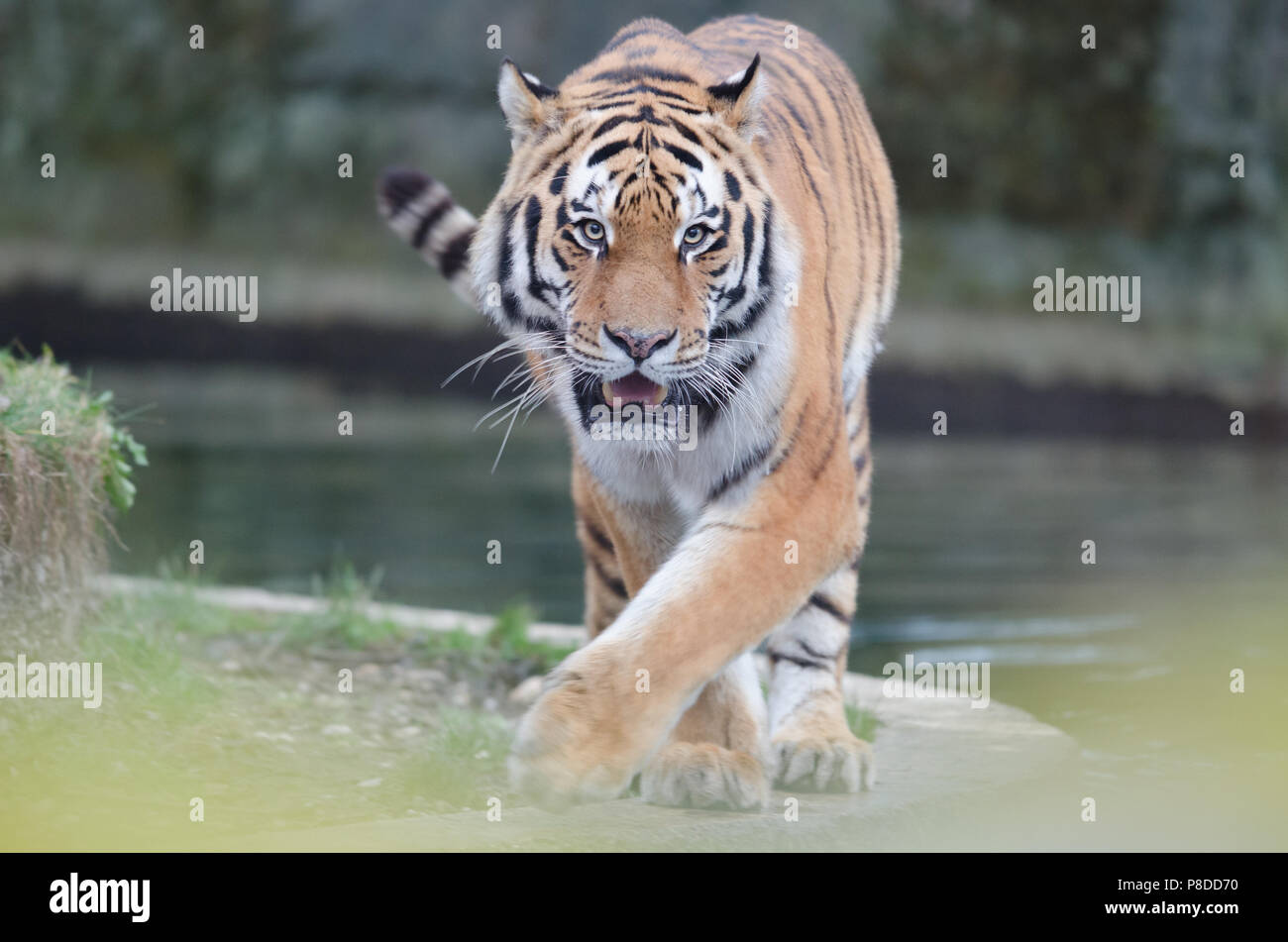 Close up portrait of Siberian Tiger Banque D'Images