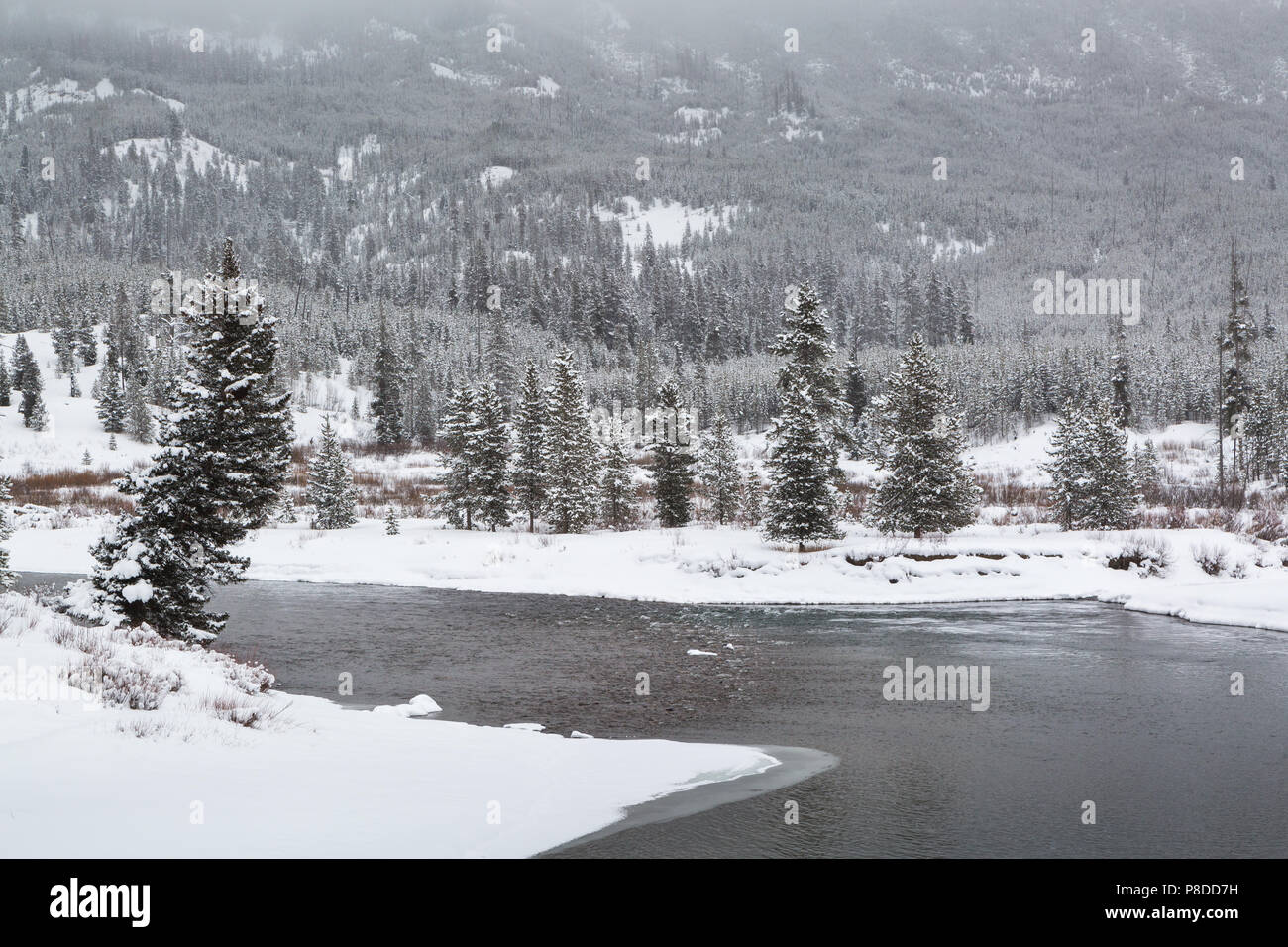 Centre d'une tempête de neige, révélant beaucoup de neige autour de la Snake River alors qu'il passe près de Flagg Ranch. John D. Rockefeller Jr. Memorial Parkway, Wyomi Banque D'Images