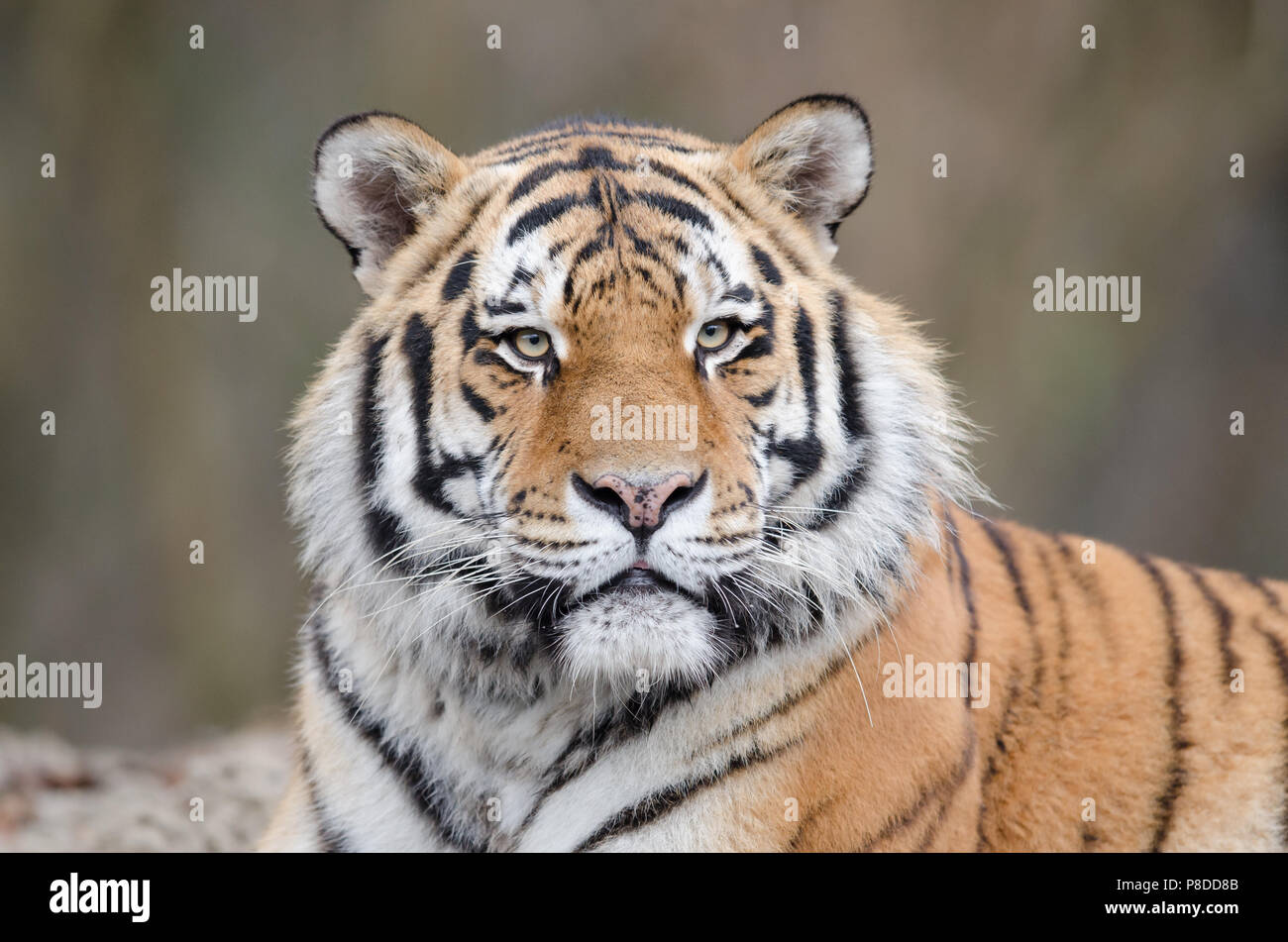 Close up portrait of Siberian Tiger Banque D'Images