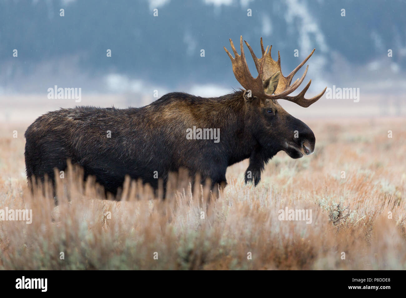 Un orignal mâle debout dans l'armoise alors que l'hiver commence à se stabiliser. Parc National de Grand Teton, Wyoming Banque D'Images