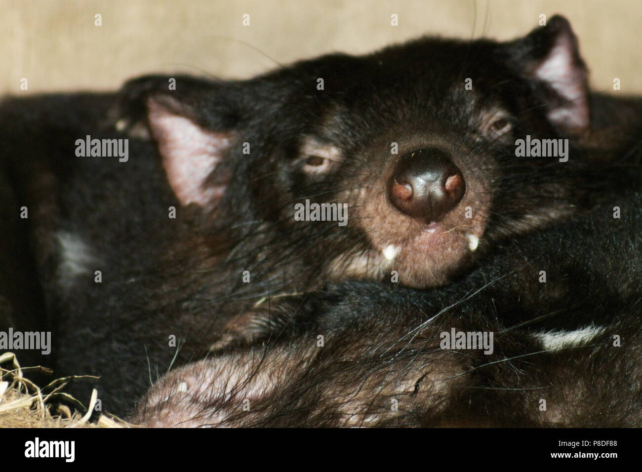 Close up image de deux Diables de Tasmanie (Sarcophilus harrisii) dormir dans leur tanière. Banque D'Images