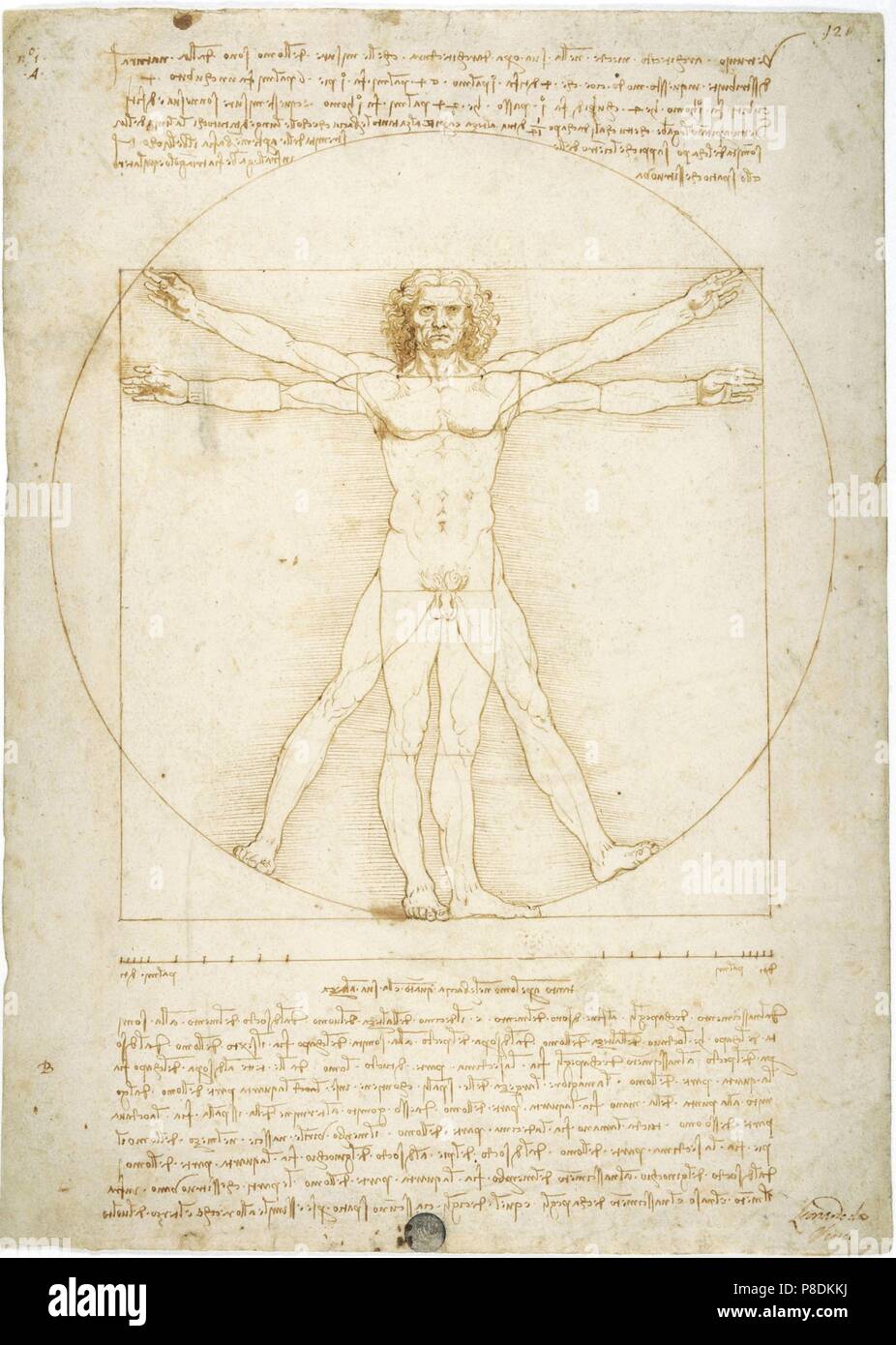 L'Homme vitruvien Musée : Gallerie dell' Accademia, Venise. Banque D'Images