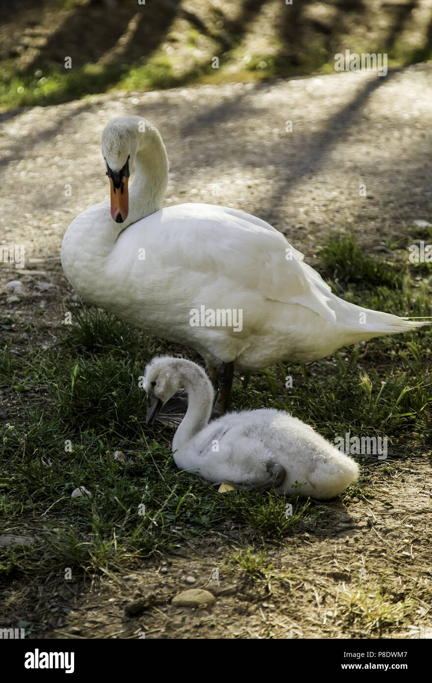 Petits Cygnes Blancs Detail D Oiseaux De Bebe Photo Stock Alamy Petits Cygnes Blancs Detail D Oiseaux De Bebe Photo Stock Alamy