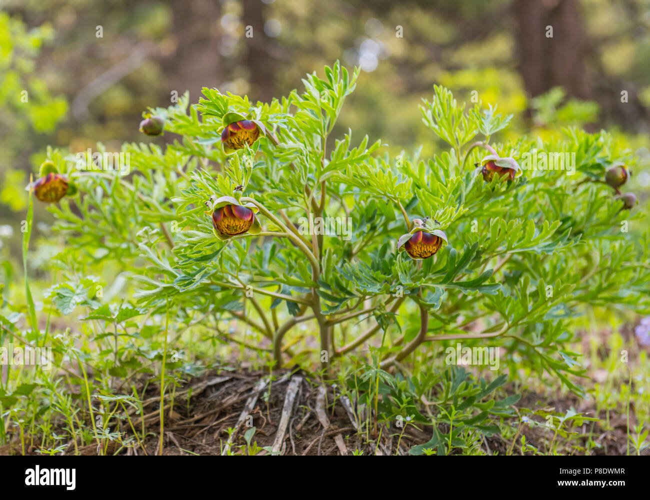 La brune sauvage pivoine (Paeonia brownii) fleurissent dans le Hells Canyon National Recreation Area, près de Hat Point. Banque D'Images