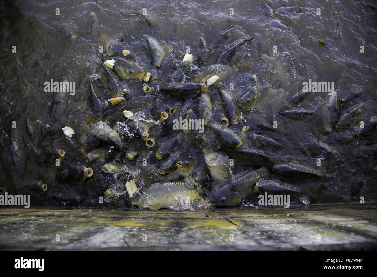 Manger beaucoup de poissons sauvages, poissons de rivière, pêche Banque D'Images