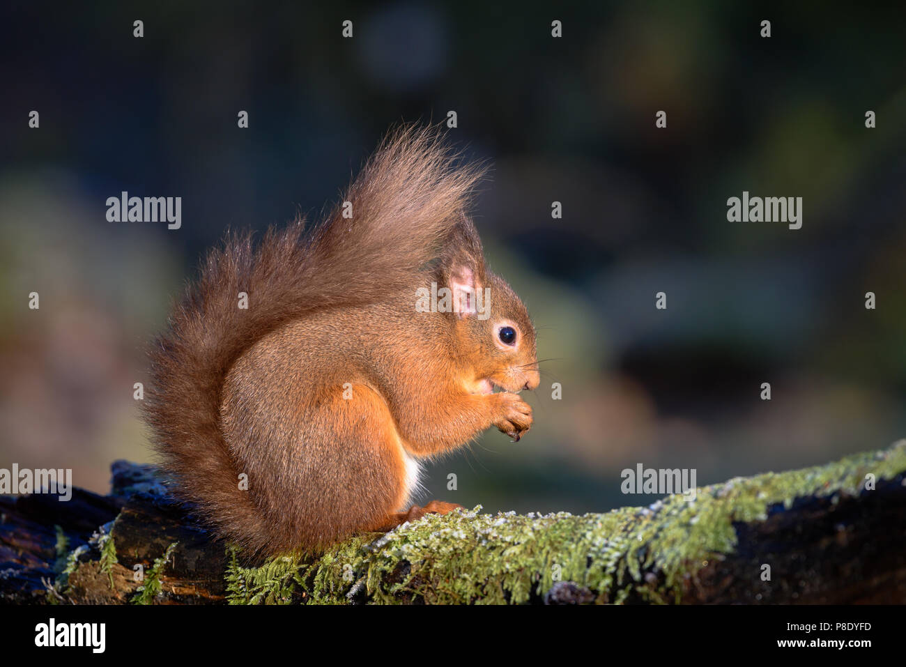 Écureuil rouge près de Lockerbie. L'Écosse. Matin d'hiver . Banque D'Images